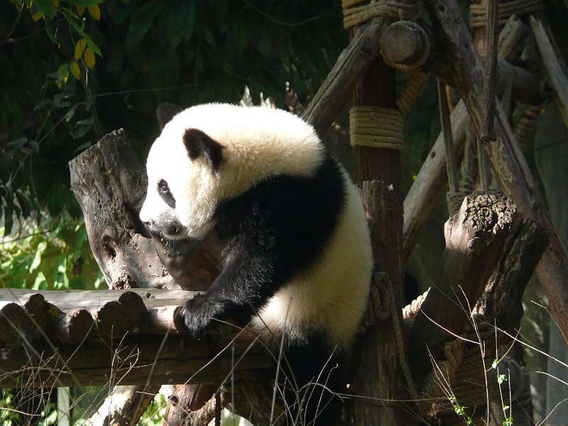 Pandas (042).jpg
